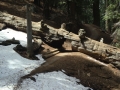 Sequoia NP